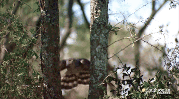 Hawk Goes Through Two Trees - Cheezburger